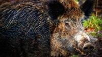 prase divočák animal-6903911 1280